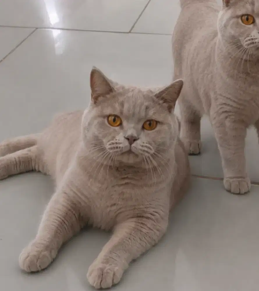 British shorthair Lilac 12 bulan ped ica