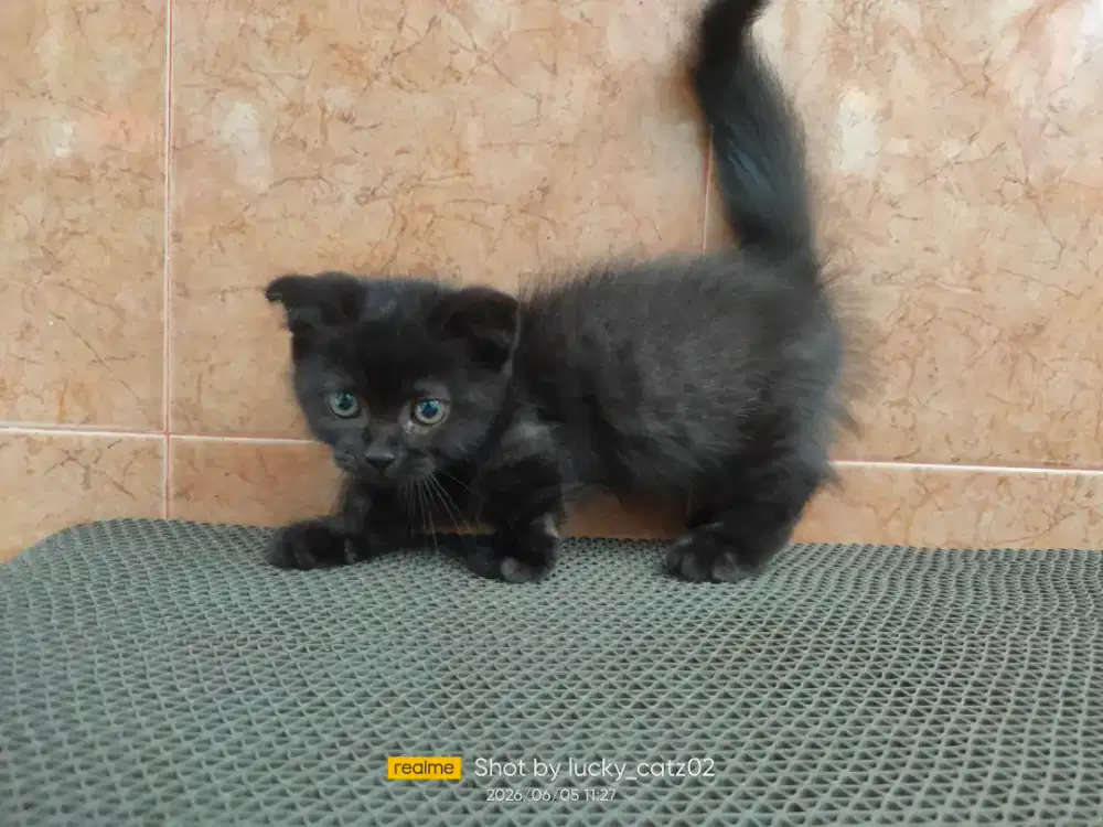 Kitten Munchkin gaelic fold jantan
