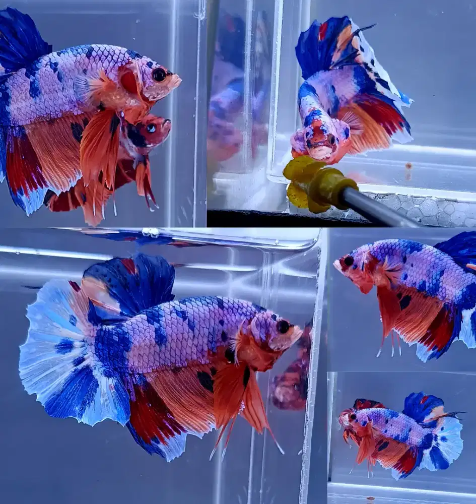 ikan cupang giant jumbo Candy Bo 5,5 Cm