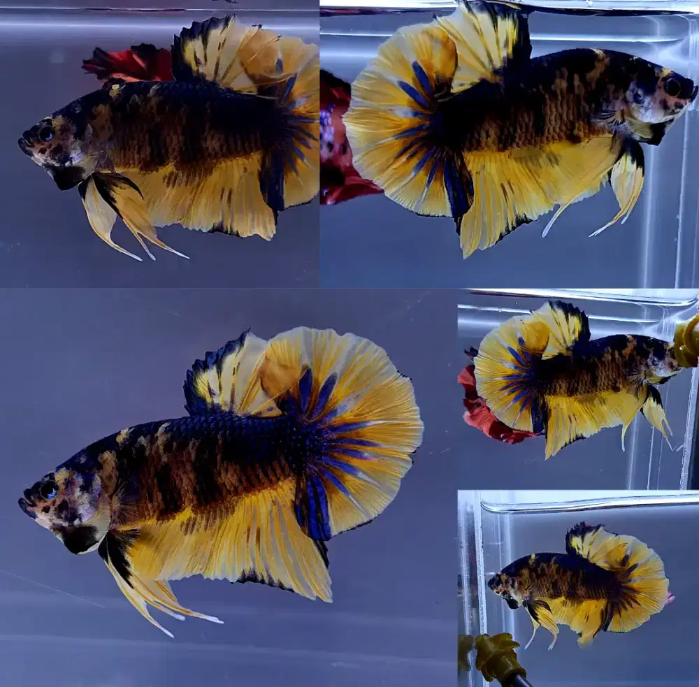 ikan cupang giant yellow tiger