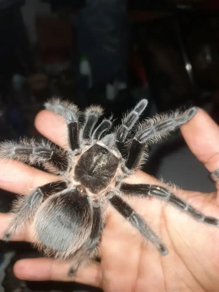 albopilosum nicaragua