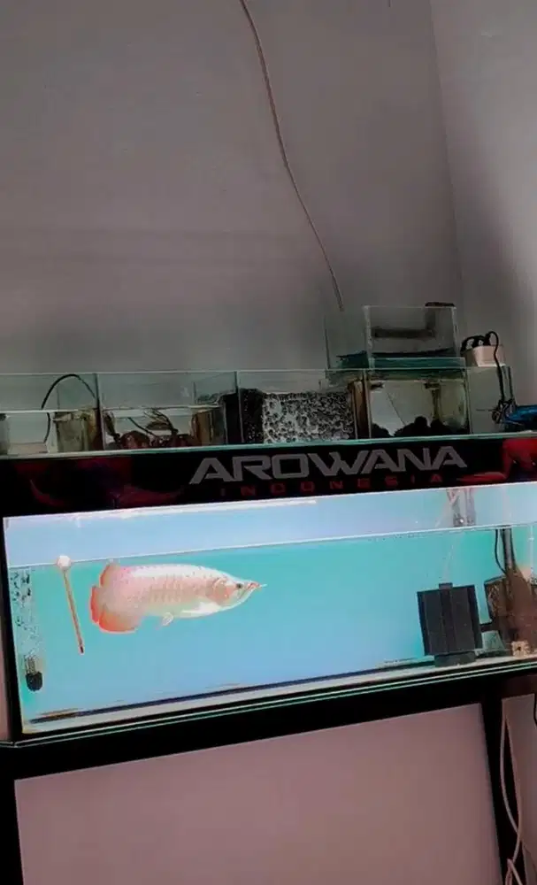 ikan arwana super red SUMO grade kontes fullset