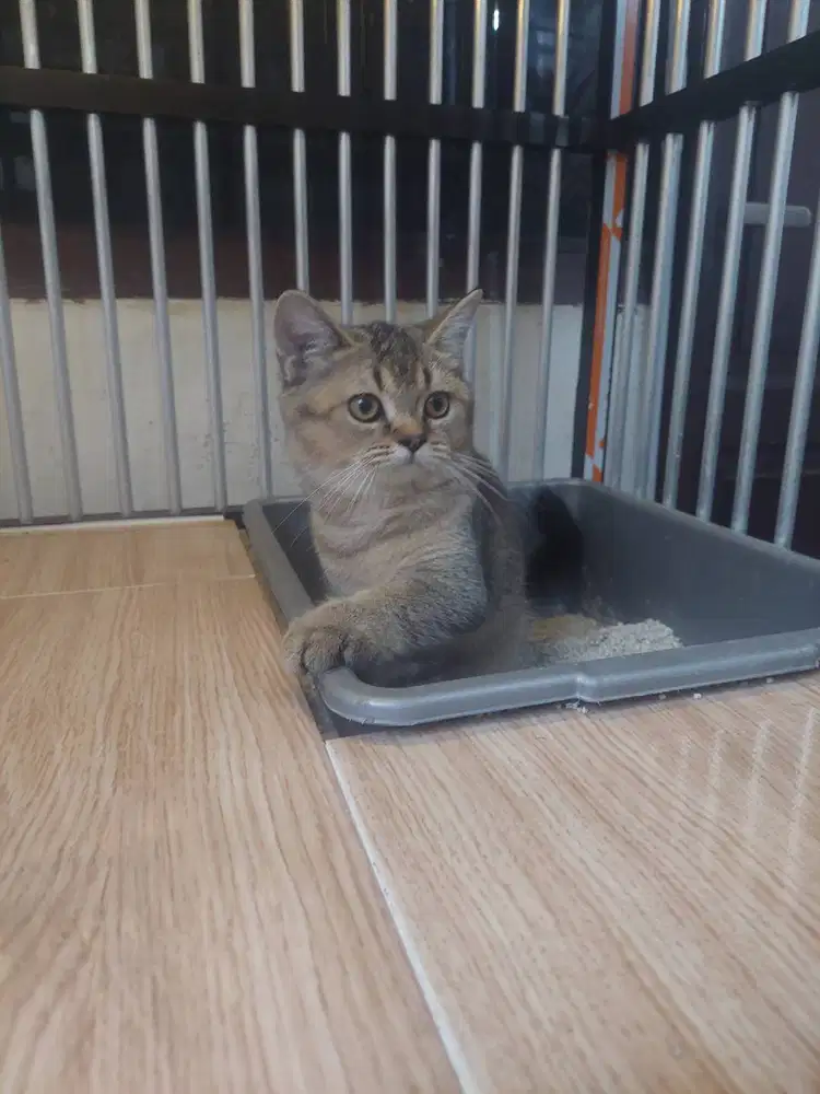 Kucing BSH Golden