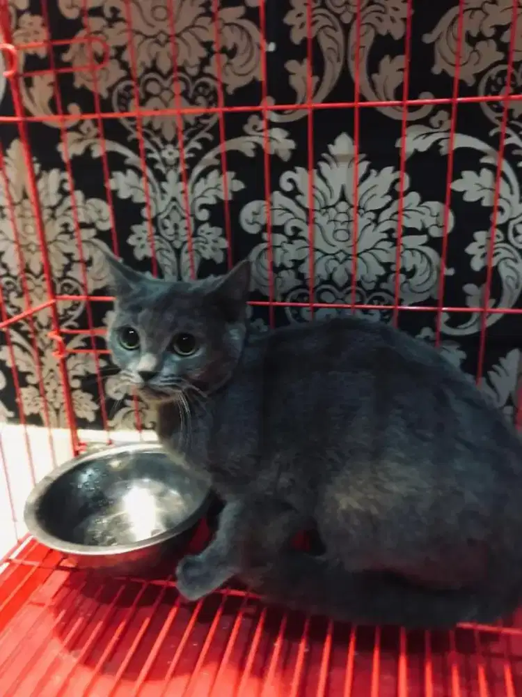 Ready for adopt, BSH blue solid satu pasang