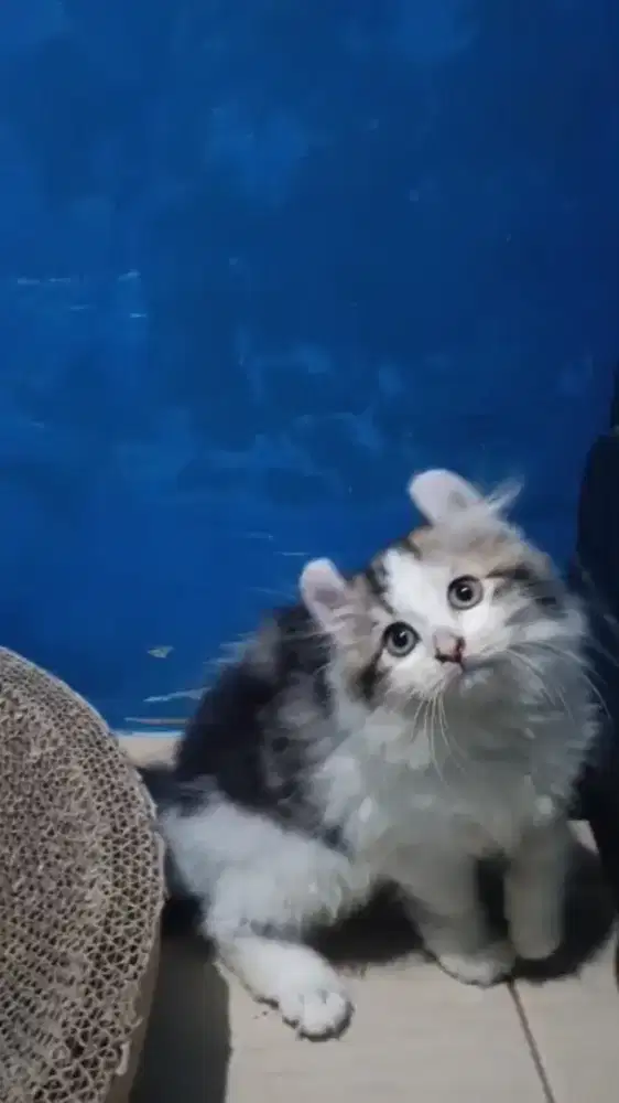 Ready kitten Persia