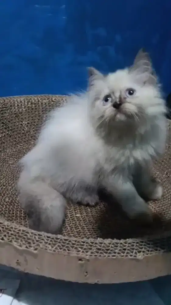 Ready kitten Persia