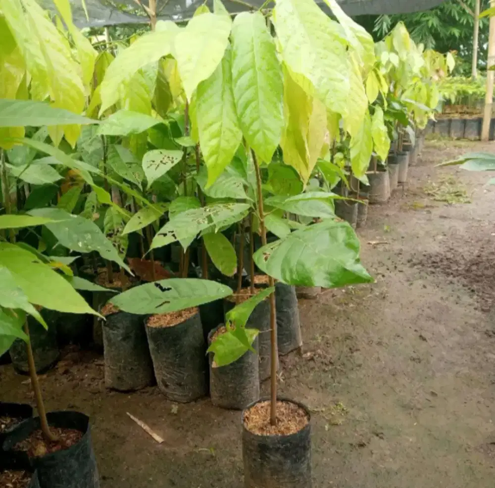 Bibit Kalau Cokelat Sambung Pucuk Siap Tanam
