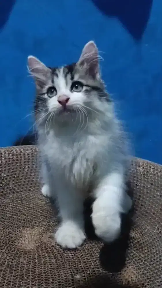Ready kitten Persia