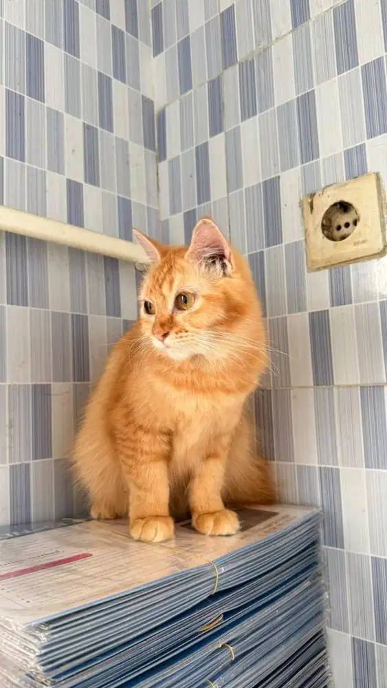 Open adopt kucing betina persia