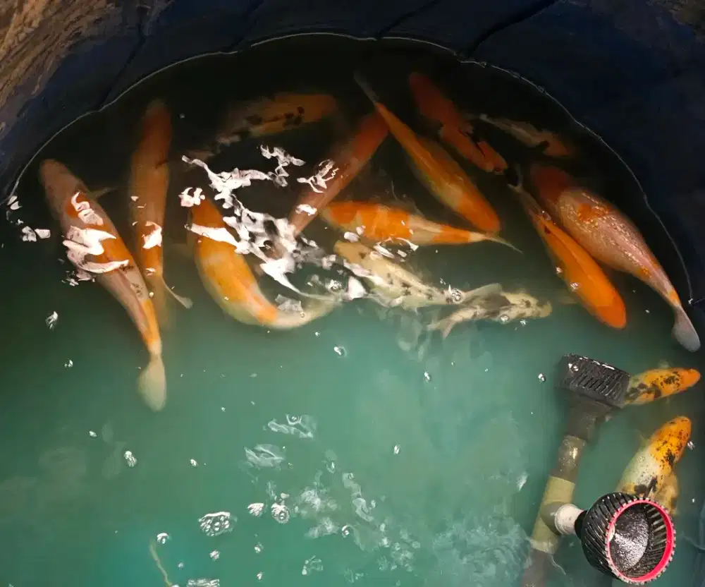 Jual borongan Ikan Koi 15 ekor ukuran sekitar 25-40 cm