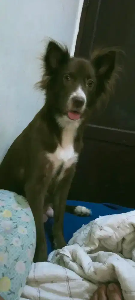 Anjing mix Border colie. Badan tinggi, gemuk, galak pintar berburu