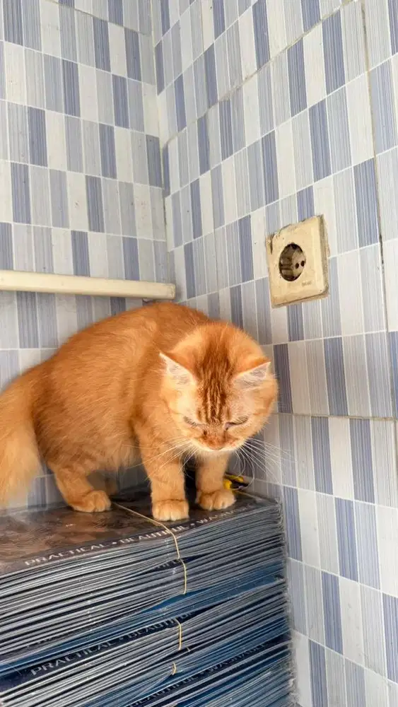 Open adopt kucing betina lucu