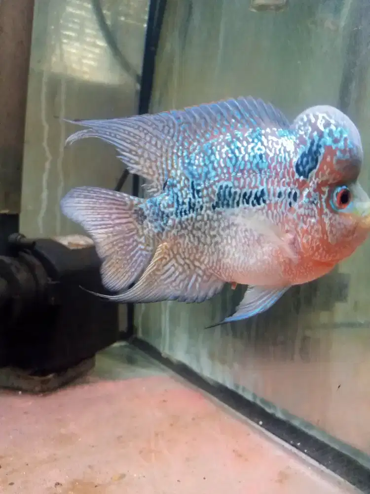Jual ikan louhan cencu size 3 jari lebih