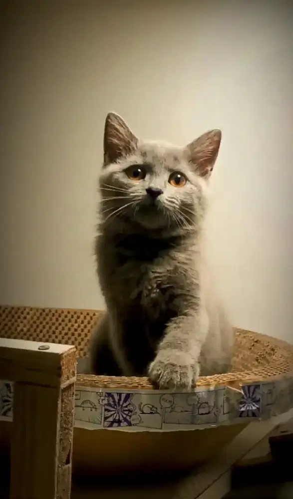 Kucing BSH ras murni BETINA DEWASA