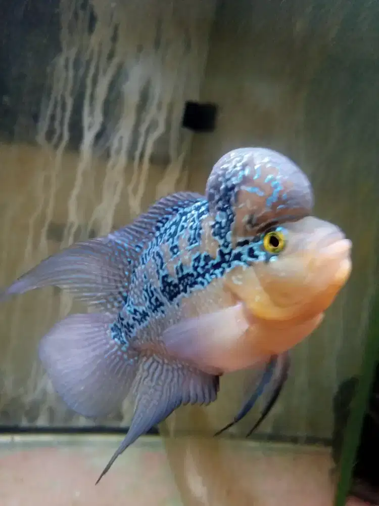Jual ikan louhan cencu size 3 jari