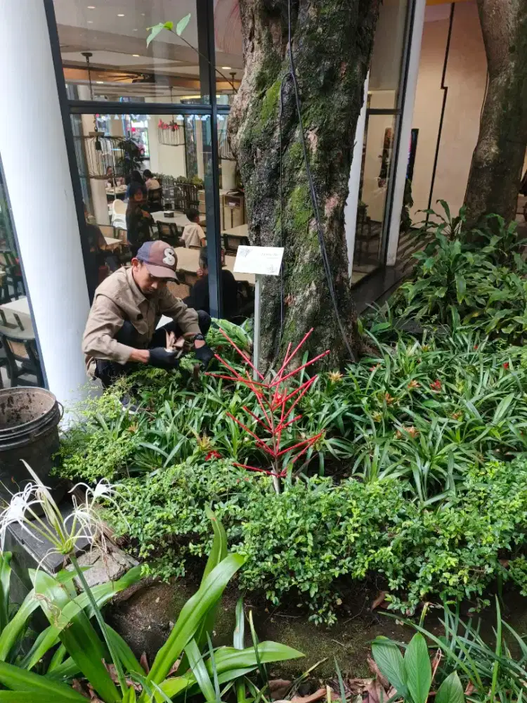 jasa pembersiha dan perawatan taman bisa juga pembuatan taman