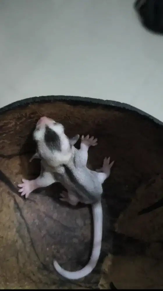 Sugar glider joey Mozaic