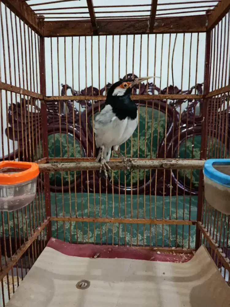 JUAL BURUNG JALAK SUREN FULLSET (BUNYI GACOR)