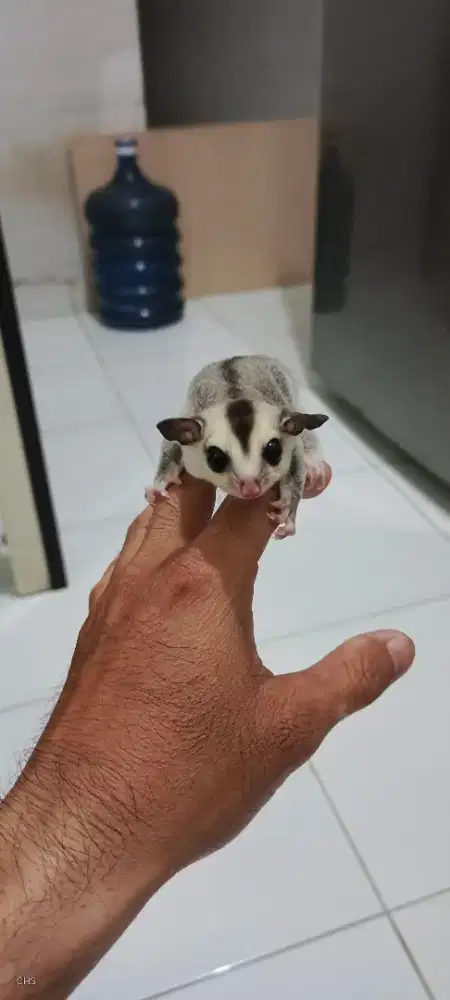 Sugar Glider White Face