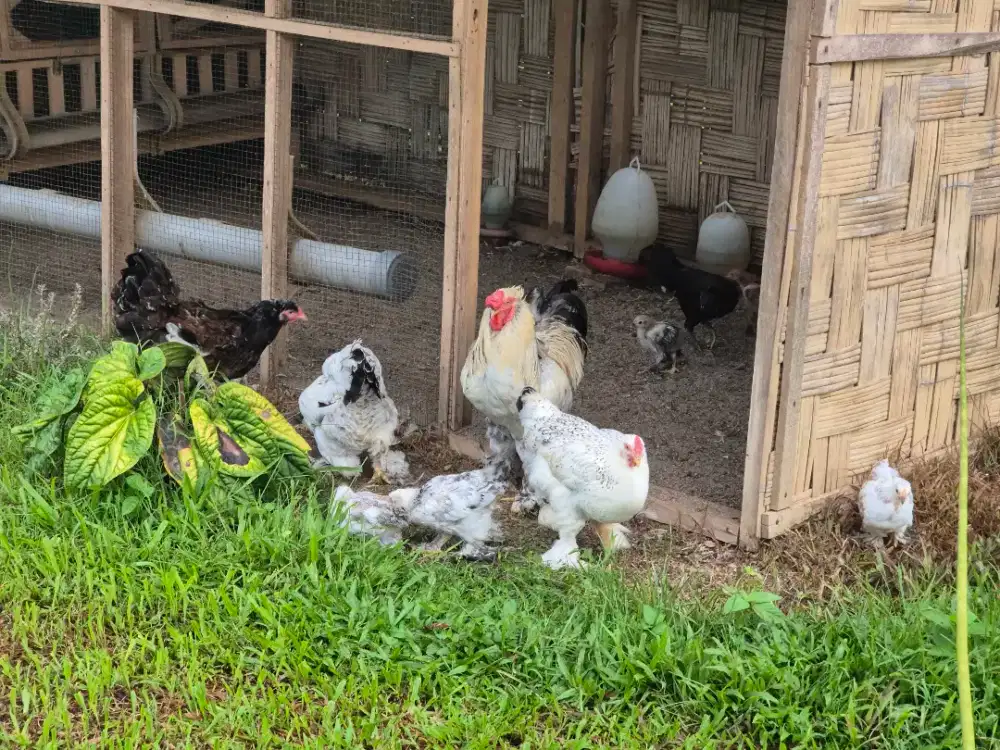 Ayam Brahma Light Columbian Porselen