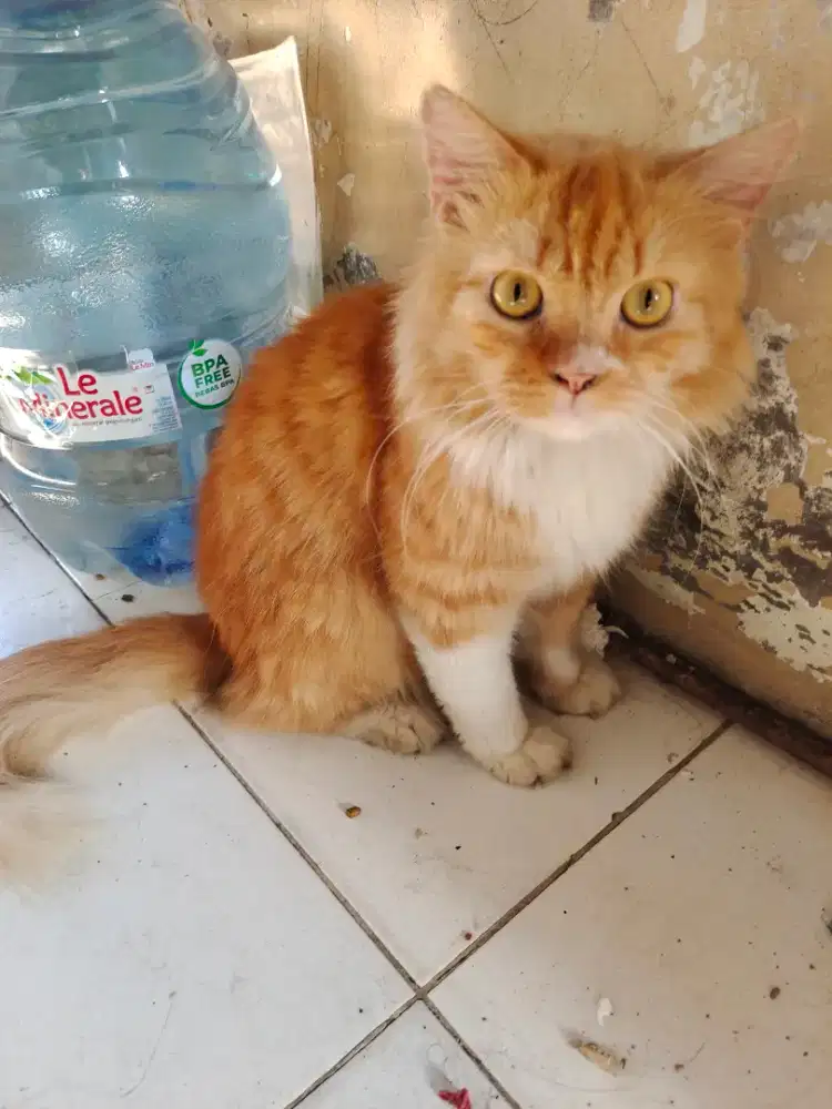 Kucing persia dewasa