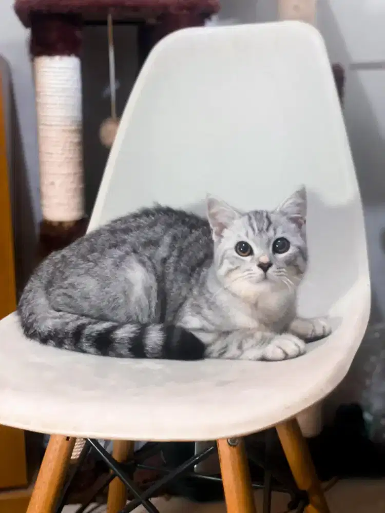 BSH MIX PERSIA Silver