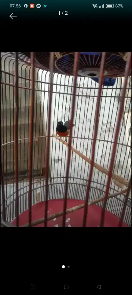 Burung murai batu