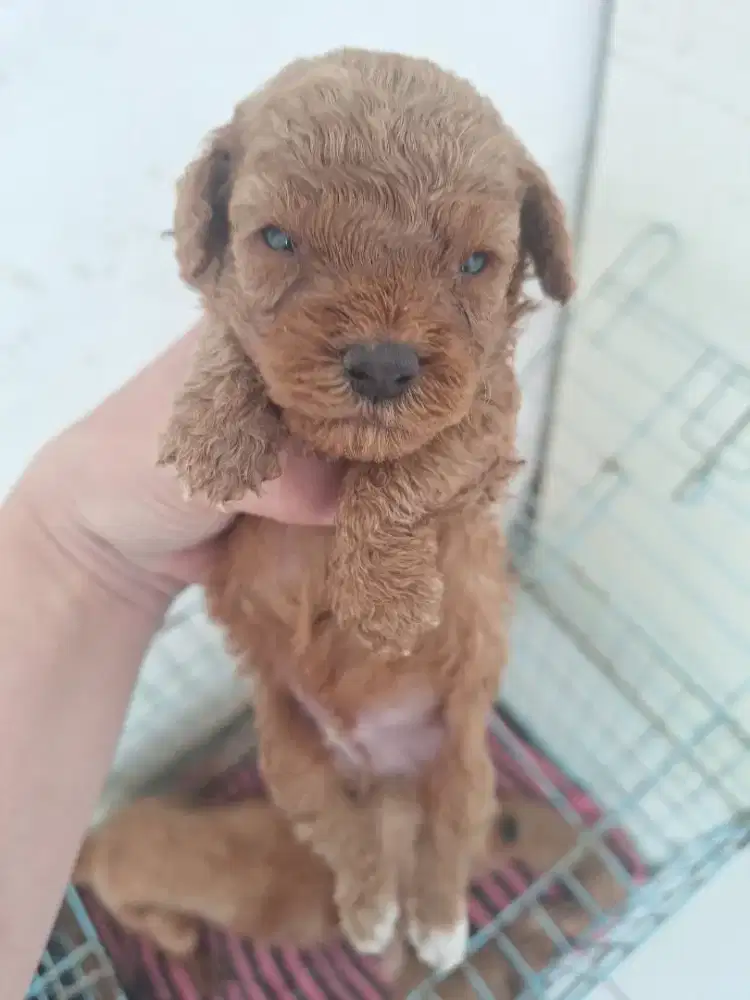 Dijual anakan poodle