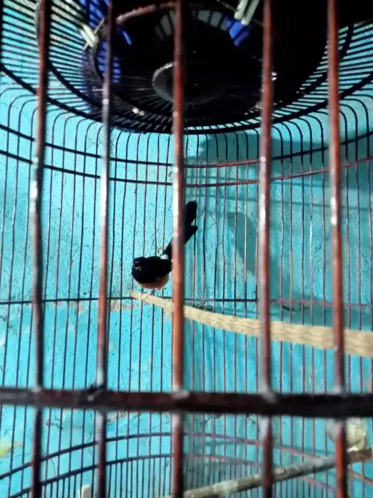 Burung murai batu