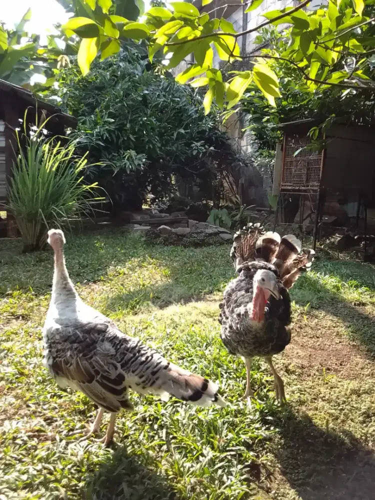 Dijual ayam kalkun sepasang usia 6 bulan