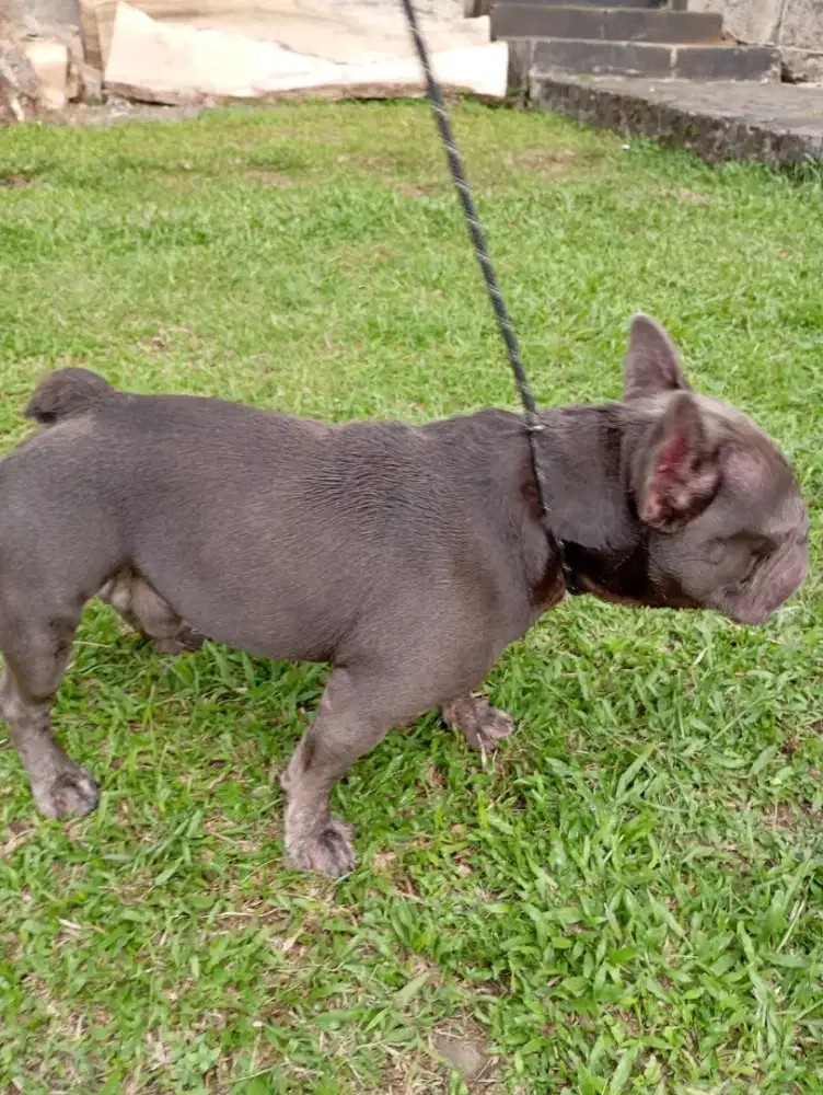 Frenchie bulldog