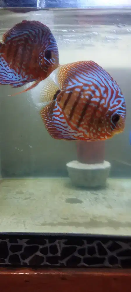 Ikan Discus jenis TIGER  MOZAIK Pair Provem