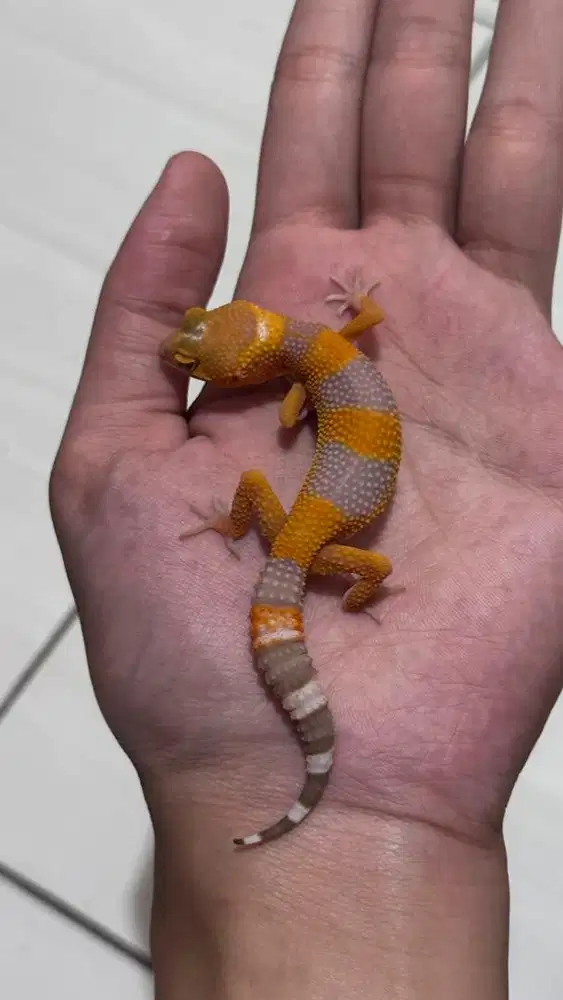 GECKO BABY PILIHAN