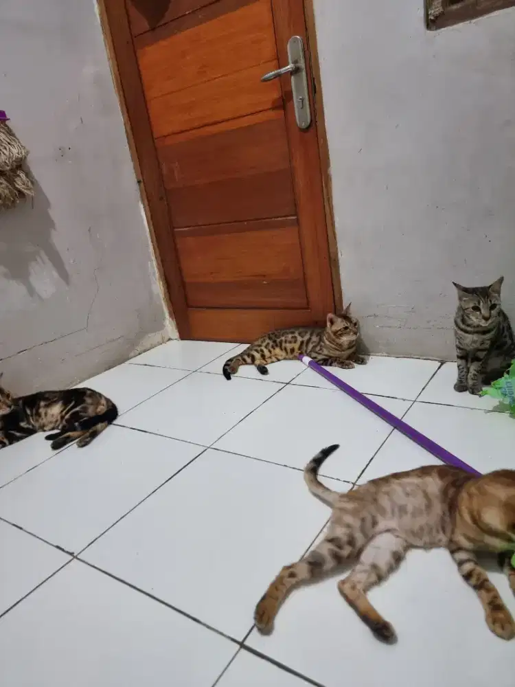 Kucing jantan dan betina bebas pilih