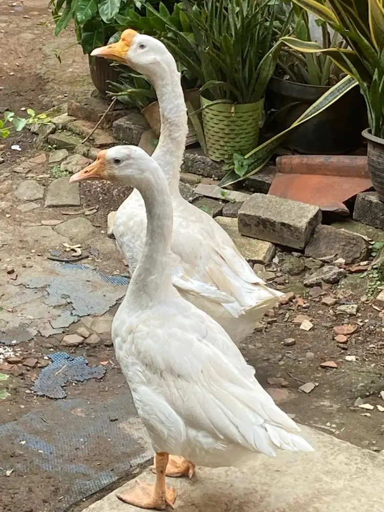 Angsa Soang Sepasang Pro