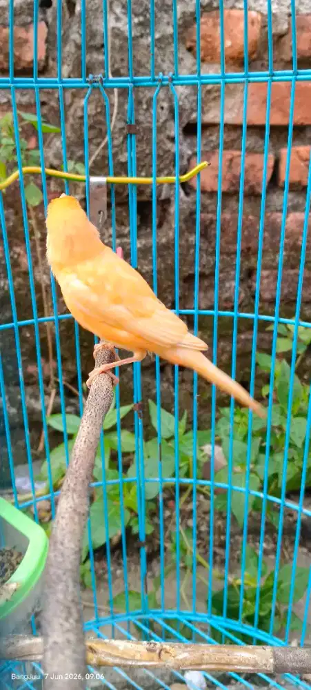 Kenari merlok remaja usia 5 bulan
