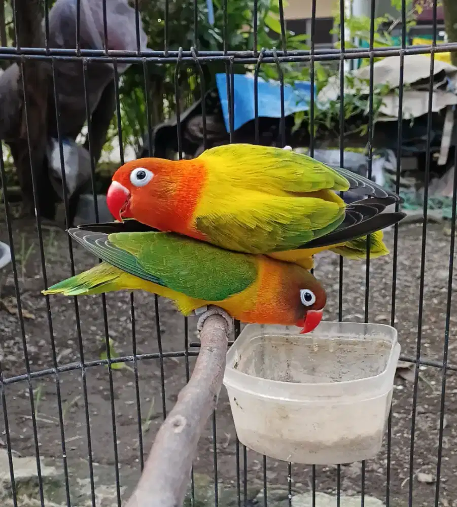 Lovebird induk an split yf