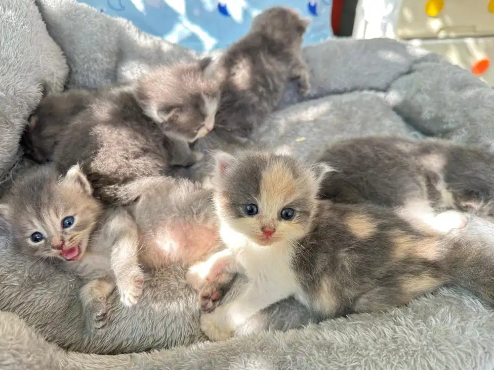 Kitten British Long hair mix Persia
