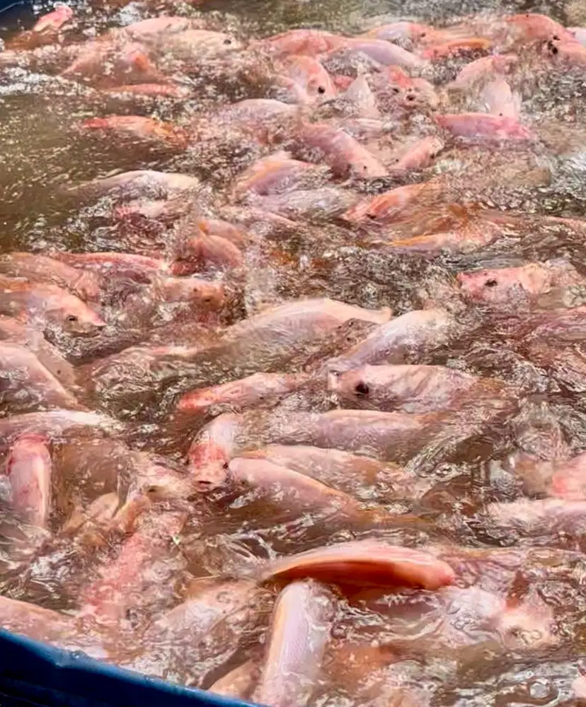 Jual Ikan Nila Segar/hidup
