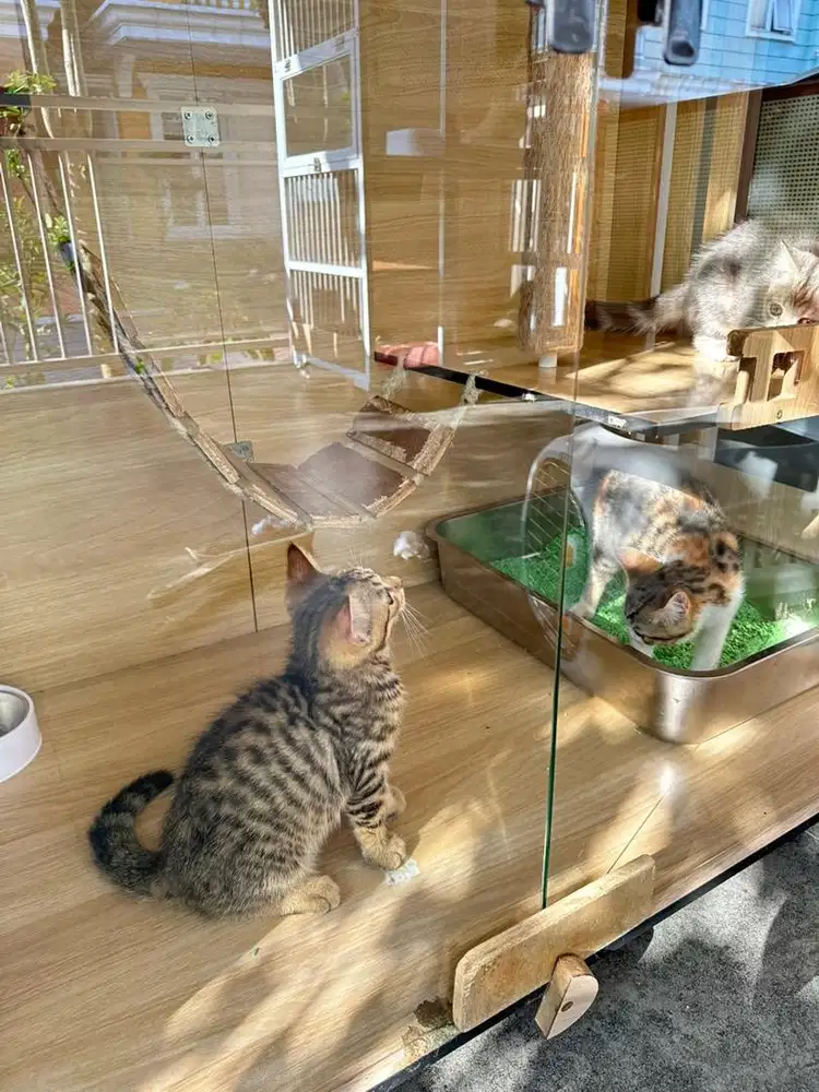 Kitten Lucu Aktif