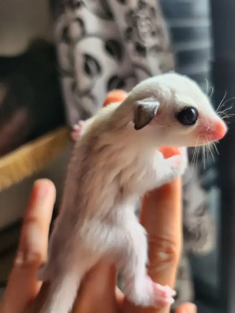 SUGAR GLIDER PLAT MOZ