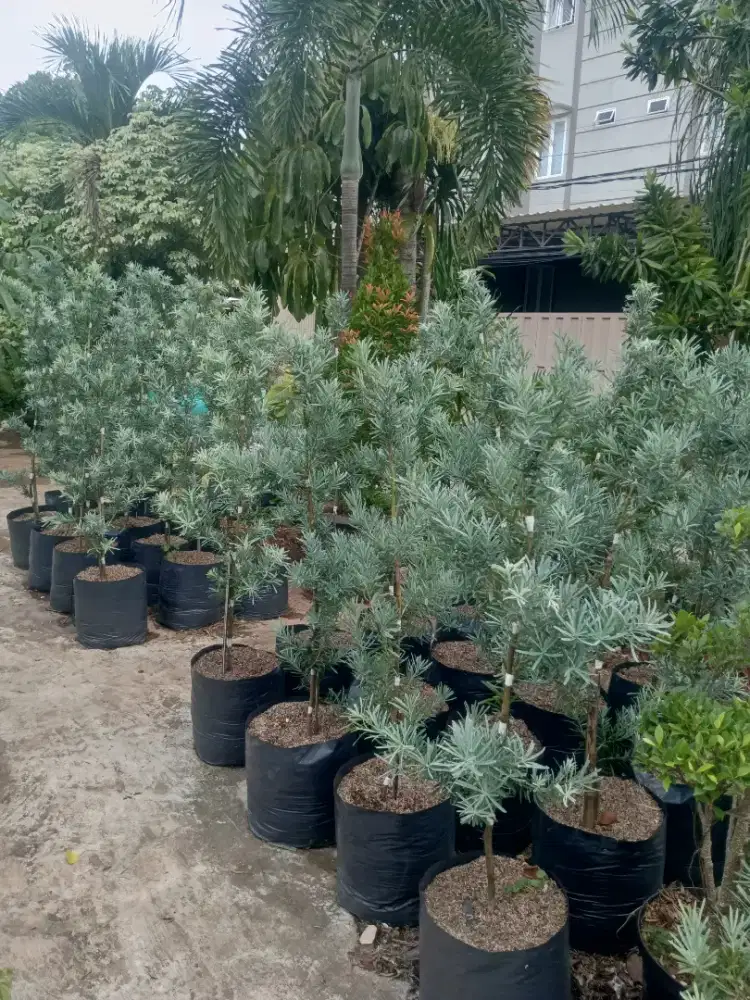 Pohon lohansung blue ice