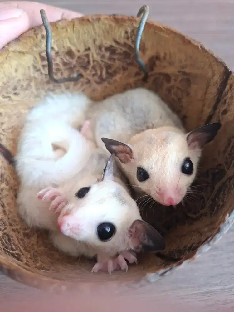Sugar Glider Joey Mozaik