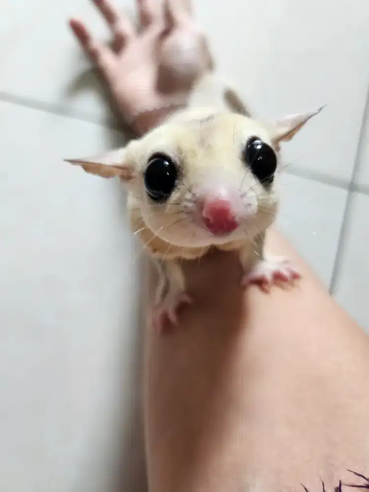 SUGAR GLIDER PLAT MOZ
