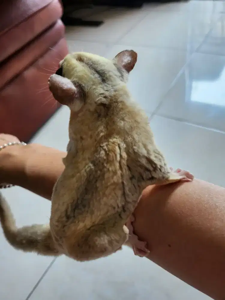 SUGAR GLIDER FREE KANDANG