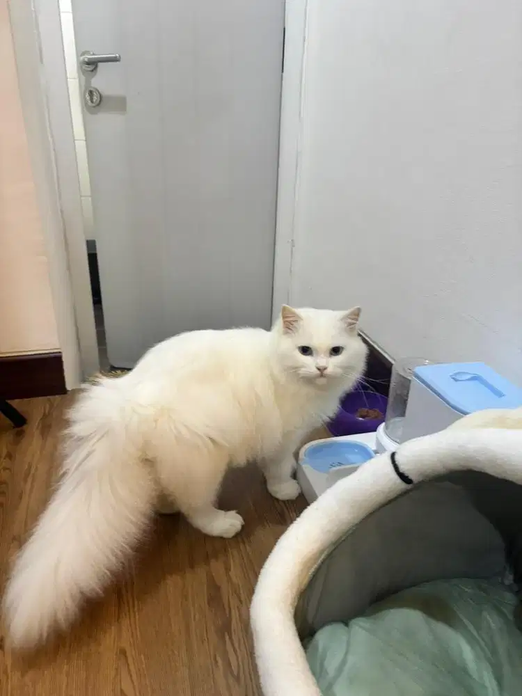 Pacak Kucing British