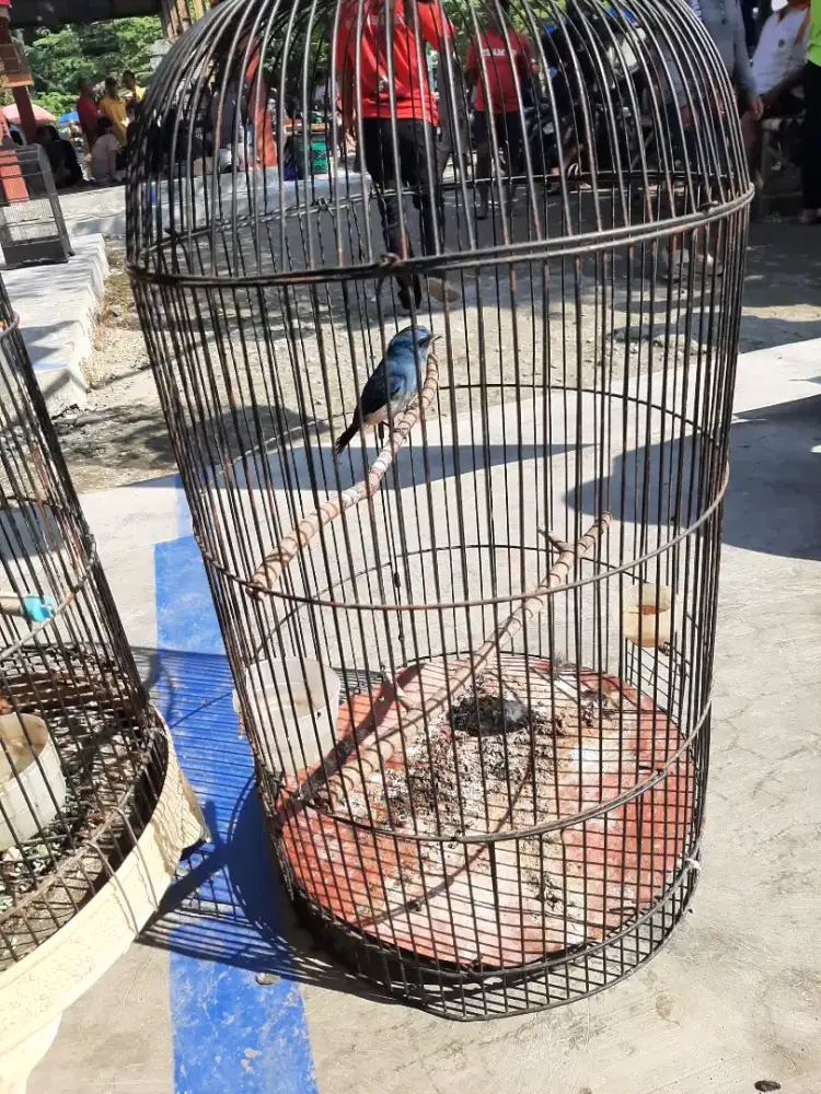 Selendang biru + hotelnya