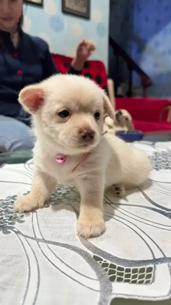 Jual Puppies Chihuahua