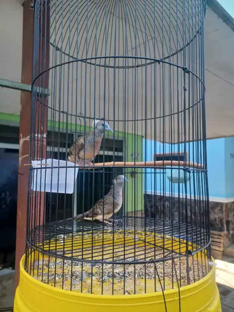Perkutut Songgo Ratu 2 Ekor