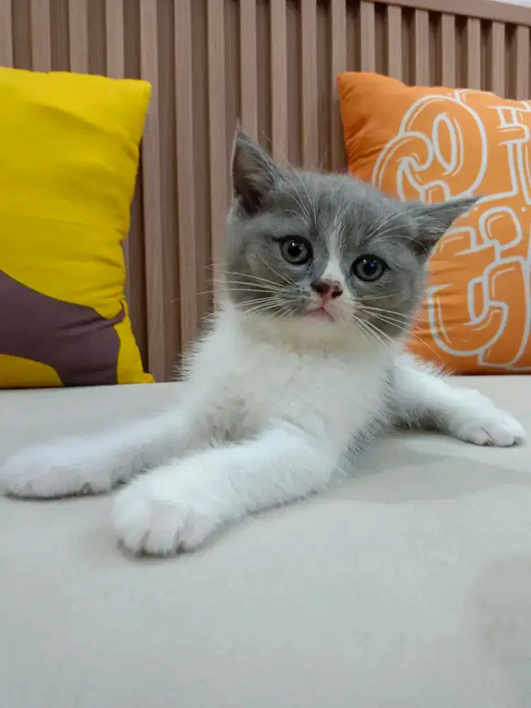 kitten BSH Bicolor blue